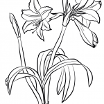 Amaryllis Brasiliensis