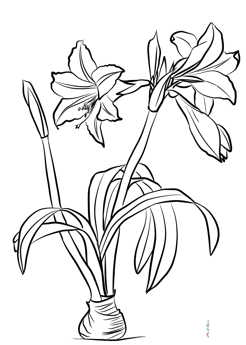 Amaryllis Brasiliensis