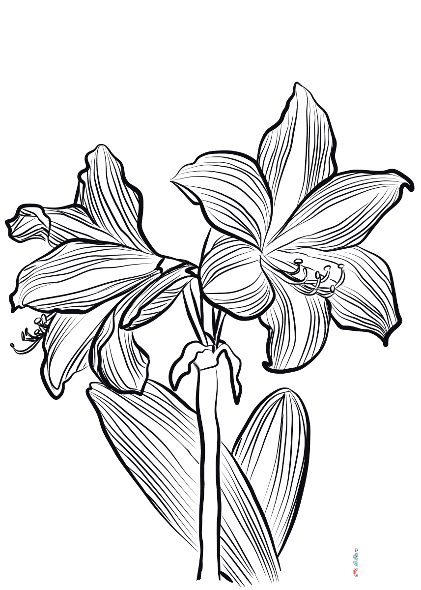 Amaryllis O'Brieni