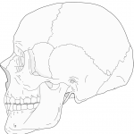 Human Skull Side View