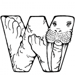 W is for Walrus