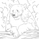 Portret niedźwiedzia czarnego