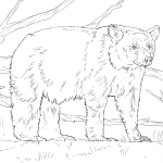 Realistyczny niedźwiedź czarny