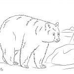 Spacerujący baribal