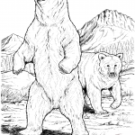 Dwa niedźwiedzie czarne