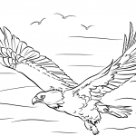 Bielik amerykański z rozpostartymi...