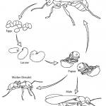 Ant Life Cycle