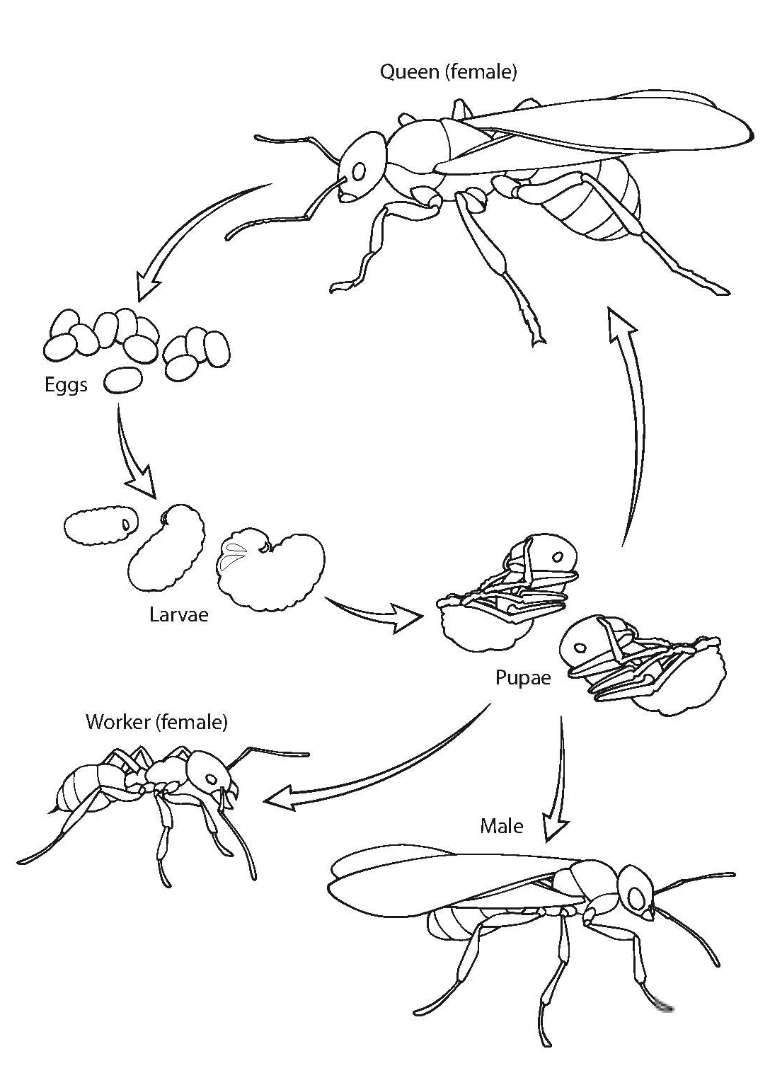 Ant Life Cycle
