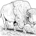 Bawół amerykański