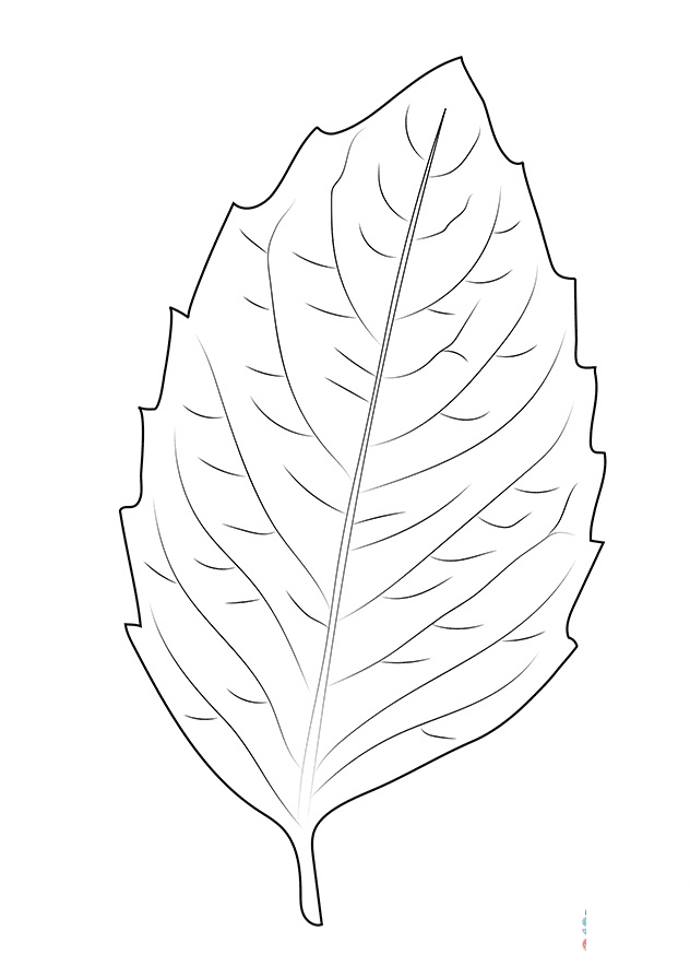 Birch Leaf