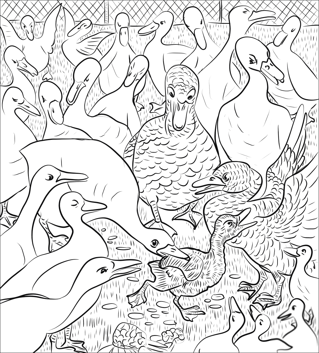 Ducks on Farmyard were Unkind to...