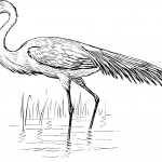 Czaplowata - ptak z rzędu pelikanowych