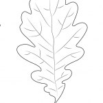 Oak Leaf