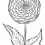 Dalia 'Beauty of Hastings'