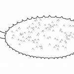 Dżakfrut (Chlebowiec różnolistny)