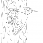 Dzięcioł smugoszyi i pisklęta