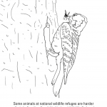 Red-Cockaded Woodpecker