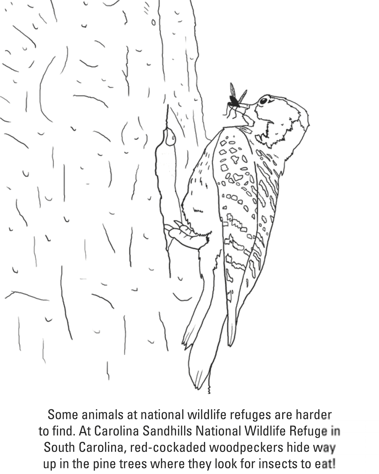 Red-Cockaded Woodpecker