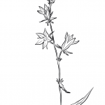 Dzwonek rozpierzchły