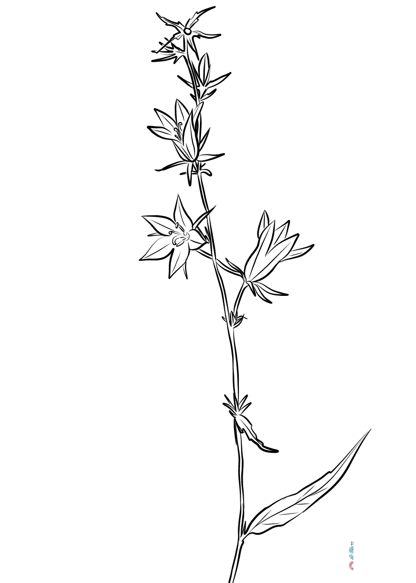 Dzwonek rozpierzchły