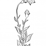 Rozwar wielkokwiatowy