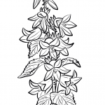 Dzwonek pokrzywolistny