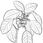 Ficus Superba var. Henneana