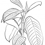 Figowiec sprężysty