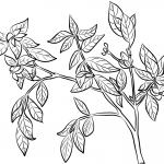 Gardenia jaśminowata