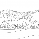 Biegnący gepard