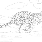 Gepard biegnie