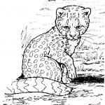 Malutki gepard