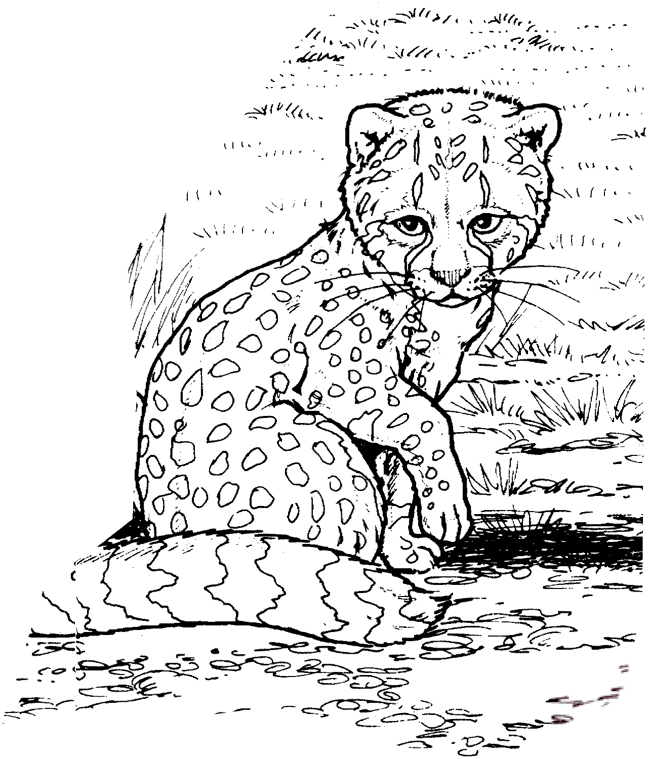 Malutki gepard