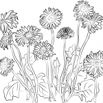 Gerbera Daisies