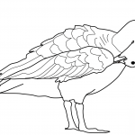 Goose Cleaning Its Feather with Its...