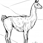 Gwanako - ssak z rodziny...