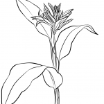 Heliconia Psittacorum