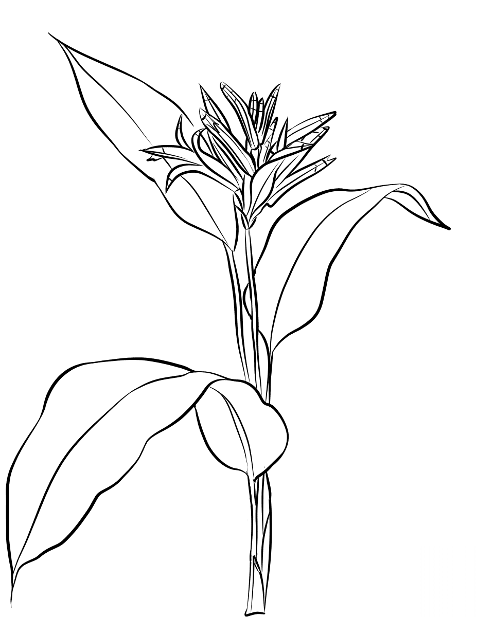 Heliconia Psittacorum