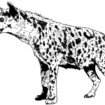 Realistyczna hiena cętkowana