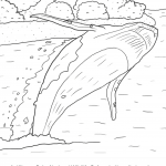 Długopłetwiec oceaniczny