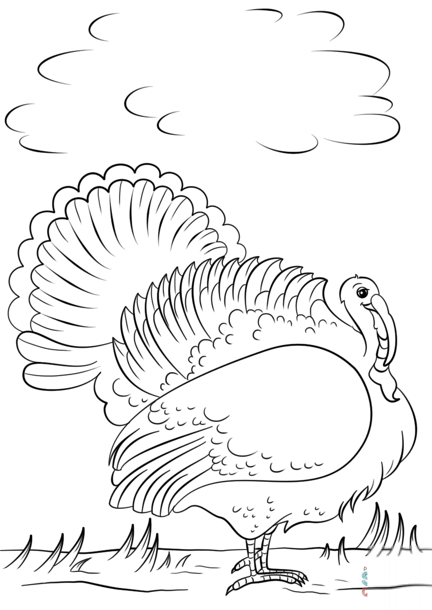 Cartoon Turkey