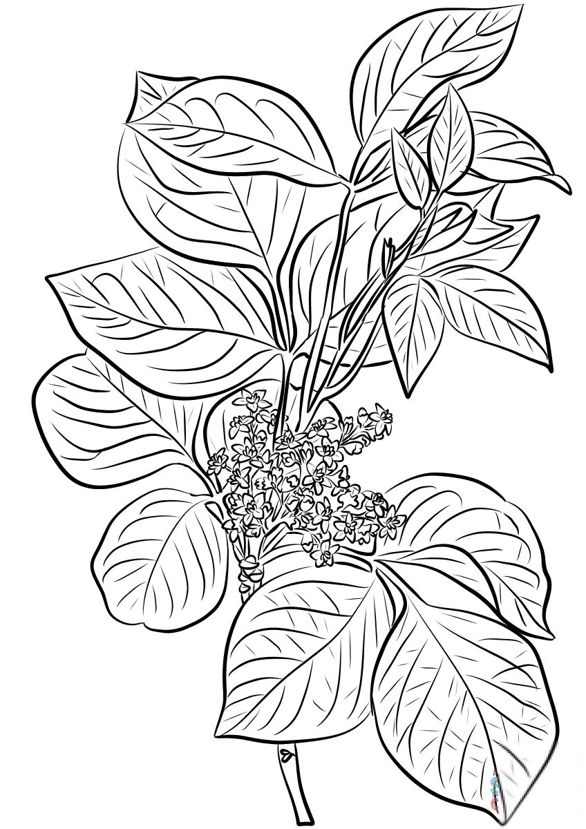 Poison Ivy (Rhus Toxicodendron)
