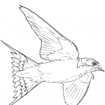 Barn Swallow in Flight