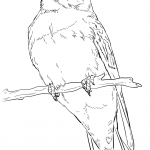 Jaskółka rdzawoszyja