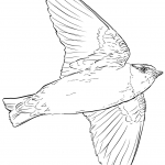 Cliff Swallow in Flight