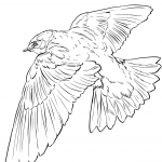 Tree Swallow in Flight