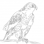 Myszołów królewski