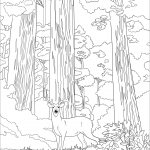 Mule Deer in Sequoia Forest