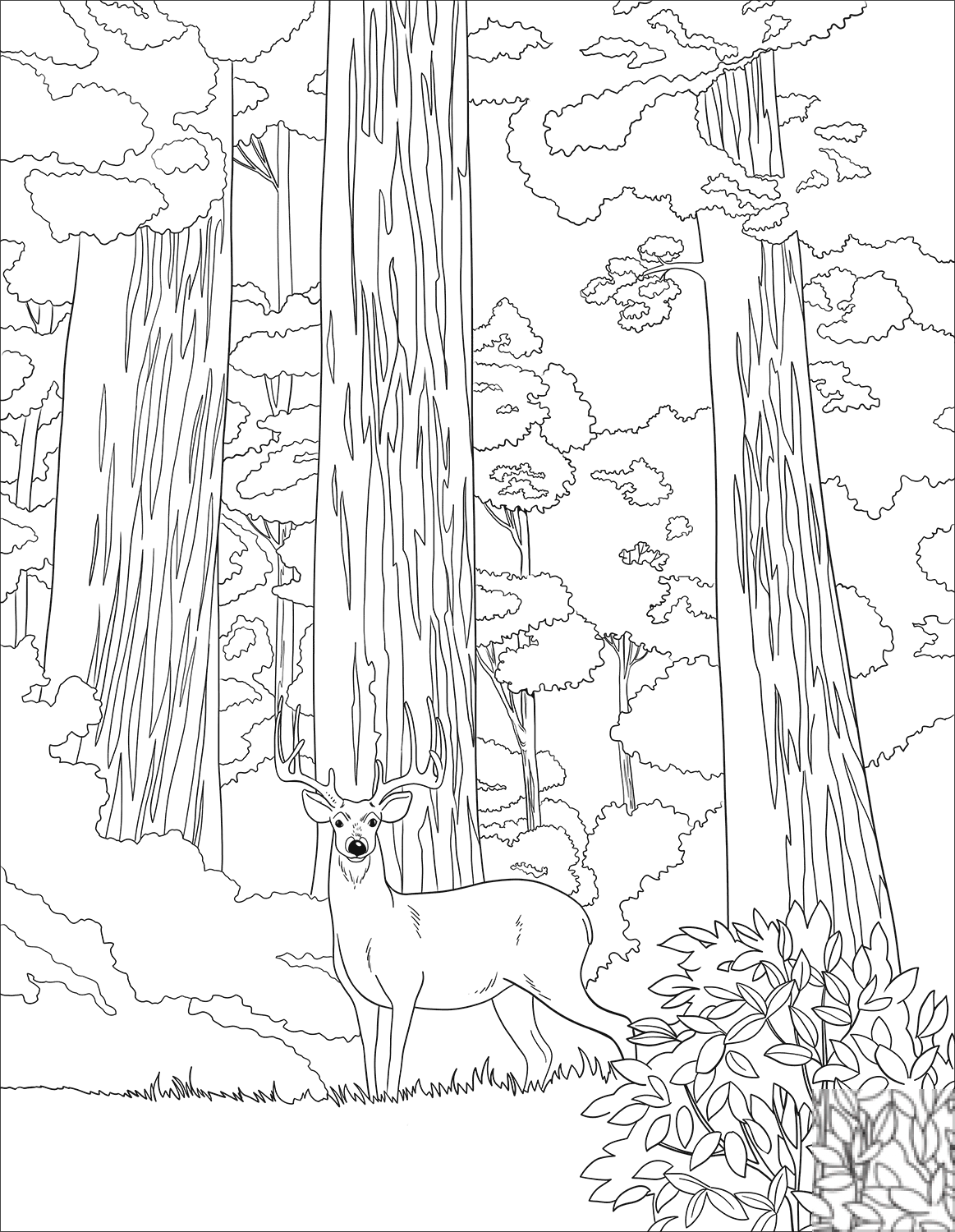 kolorowanka Jeleń mulak