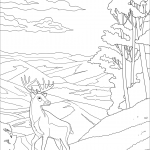 White-tailed Deer Shenandoah